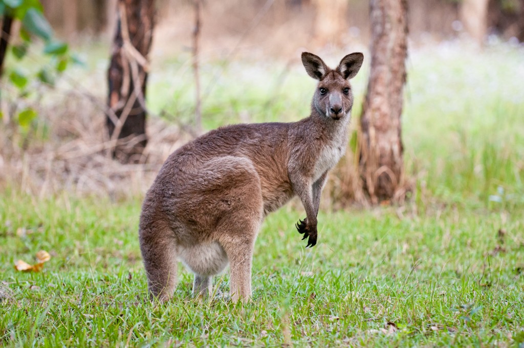 Les espèces endémiques australiennes