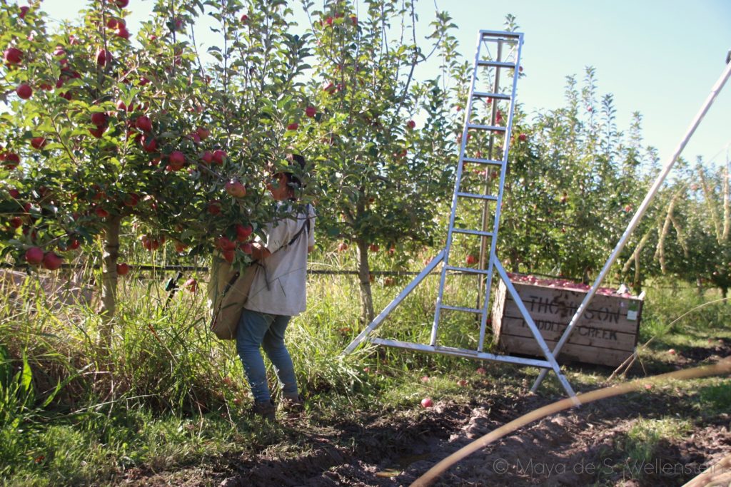 apple picking en Australie